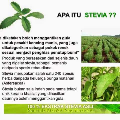 PENGEDAR STEVIA PERLIS, RCC STEVIA, APA ITU STEVIA, KELEBIHAN STEVIA, INFO STEVIA,