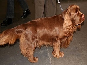 Sussex Spaniel is an Energetic, Affectionate, and Sociable Dog