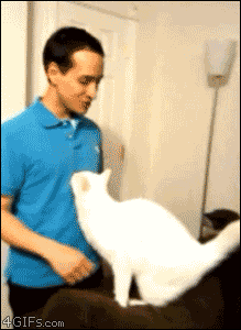 Funny animated cat gif cat hugs human, cat gif, animated gif animal ...