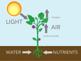 https://elearning.cmu.ac.th/free_online/web_unesco/contents/science/Biology/green%20plants.swf