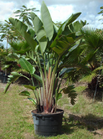 White Bird Of Paradise Tree