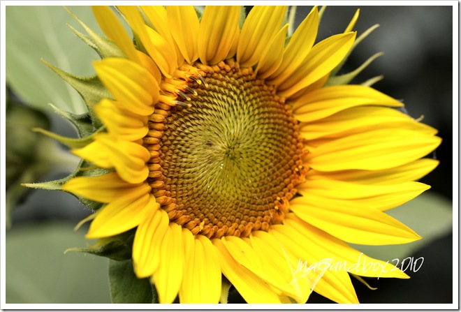 Jen's sunflower