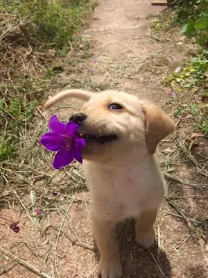 Fofinhos e bons companheiros, os animais de estimação conquistam seus tutores. Mas há muito mais por trás dessa história. Ter um desses em casa pode beneficiar sua saúde e bem-estar de um jeito transformador e especial.