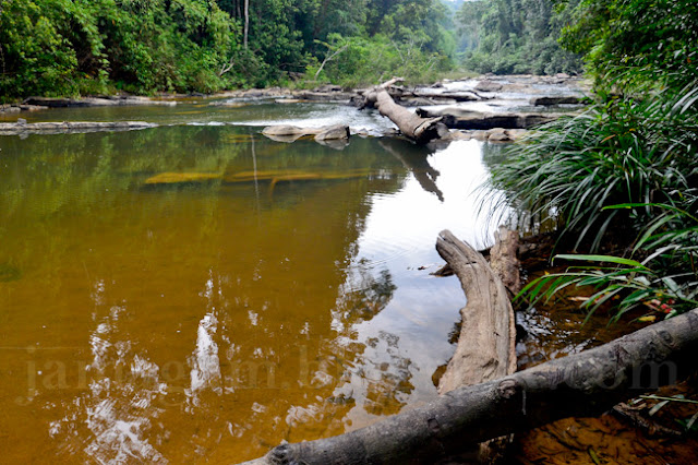 Kembara Malaysia masuk hutan malam pertama