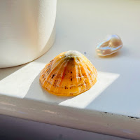 Limpet shell