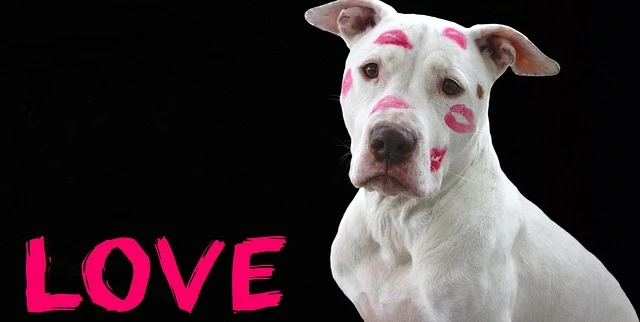Hình ảnh Dogs Valentine đáng yêu