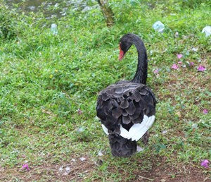 17 Istimewa Gambar  Burung Angsa