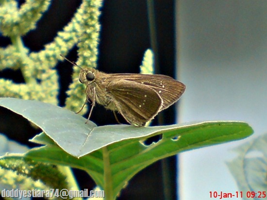 Grass-skipper Borbo cinnara 3