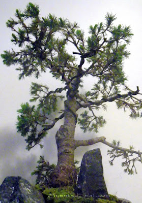  Picea Glauca Conica bonsai 