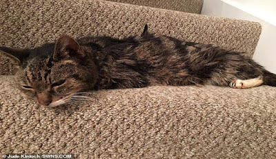 6 Tahun Menghilang Kucing Ini Kembali Ke Pemiliknya