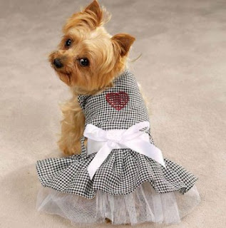 Latest Fashion Trends For Dog