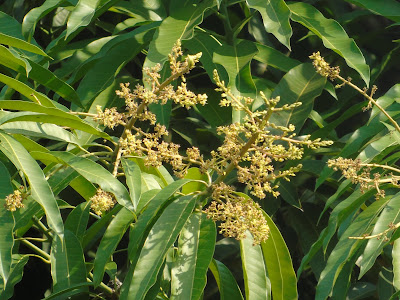 Infiorescenza Fioritura Mango