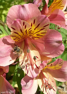 exotic flower with bee