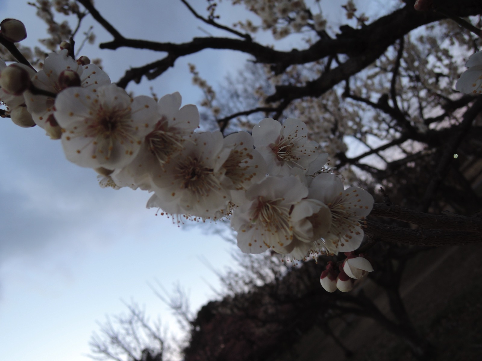 DSCN7621