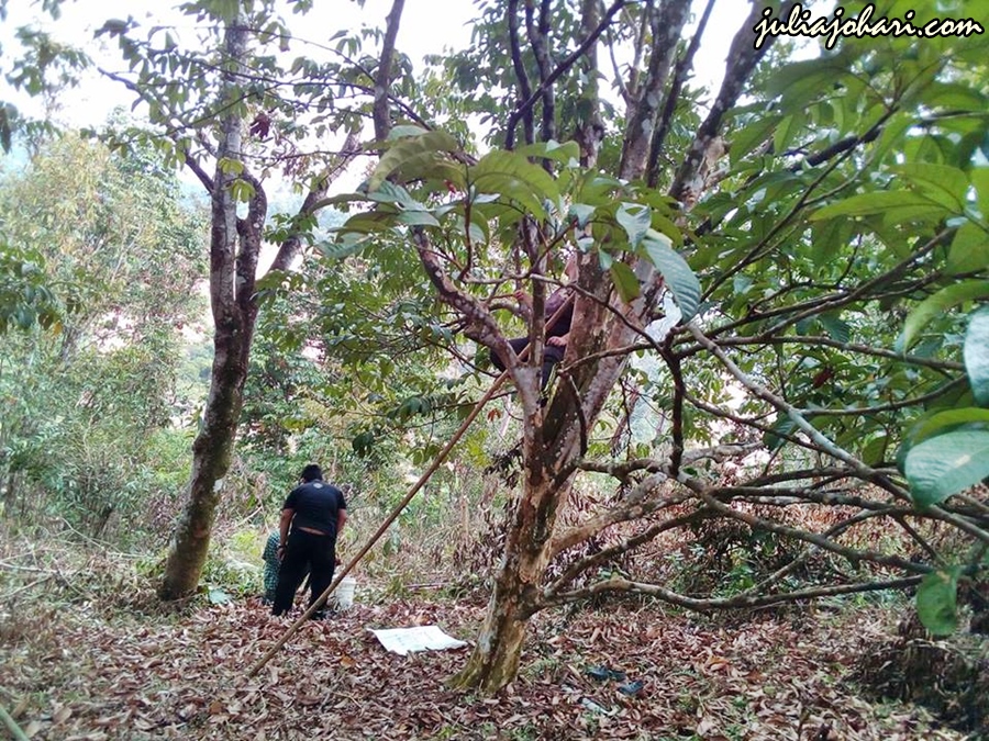 Sayangnya Kebun Abah Ditinggalkan Tetap Keluar Hasil 