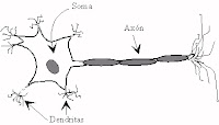 Esquema simple de una neurona y sus partes fundamentales