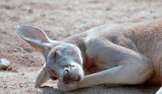 Foto del canguro durmiendo plácidamente