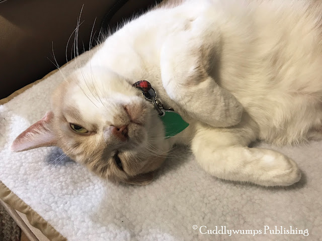 Real Cat Webster could lie on the Art of Paws Heated Pet Mat all day!