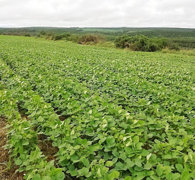 Área plantada de soja