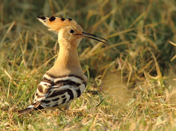 Hoopoe in Athens, Greece