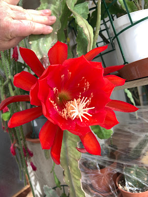 Caring for Your Epiphyllum Plants. A Guide to Blooming Success