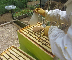 Tortas proteicas caseras para las abejas