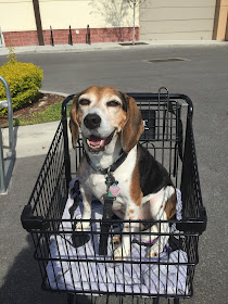 Lulu will walk into Petco again soon, but she will ride in a cart for now