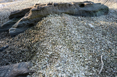 Oyster Shells in the Georges River