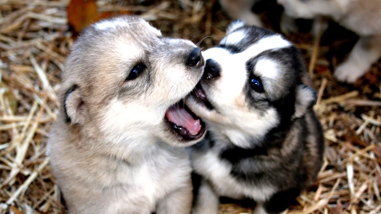 Husky German Shepherd Mix Puppy