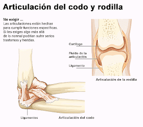 Dibujo de la Articulación del codo y la rodilla e indicando partes