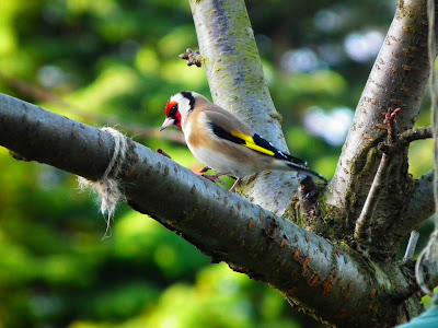 7 Burung Terkecil Di Dunia [ www.BlogApaAja.com ]