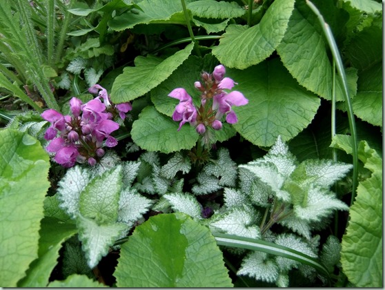 Lamium macelatum `Beacon Silver` Lamium macelatum `Beacon Silver`