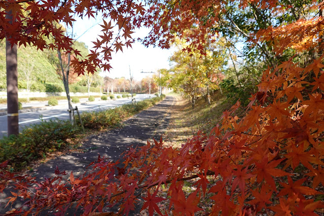 鳥取県西伯郡南部町鶴田 とっとり花回廊