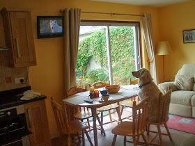 Cute dogs - part 3 (50 pics), dog sits in a chair watching television