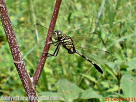 capung badak_Orthetrum sabina