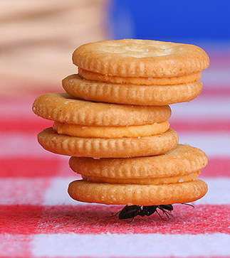 Insect carrying pile of biscuits Wallpaper