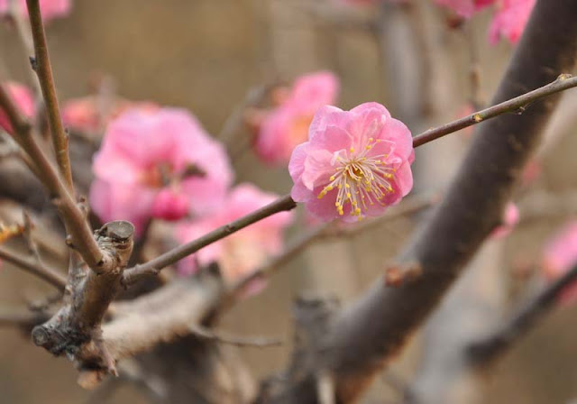 Plum Flowers