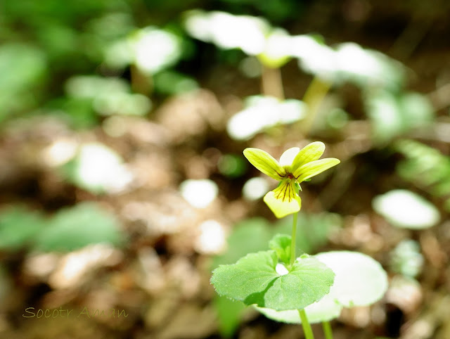 Viola biflora