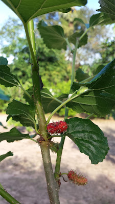 Schwarze Maulbeeren Thailand