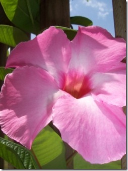 mandevilla