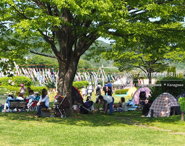 泳げ鯉のぼり相模川