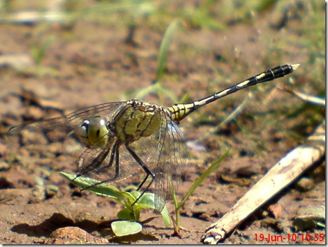 small green dragonfly