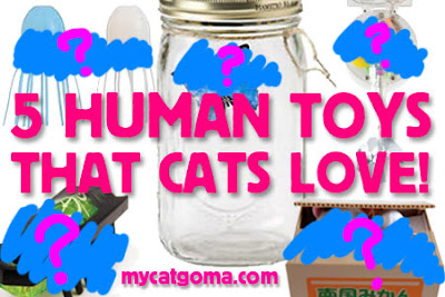 5 Human Toys That Cats Love