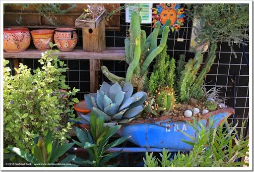 After an unseasonal oestrus moving ridge a calendar week agone it Ruth Bancroft Garden 2016 autumn establish sale recap