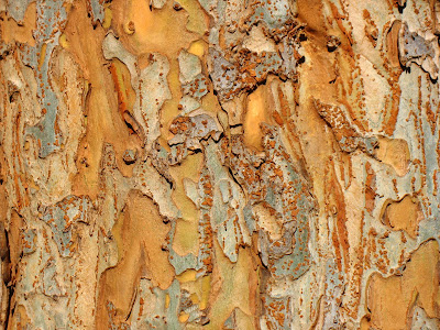 elm tree identification pictures. elm tree identification bark.