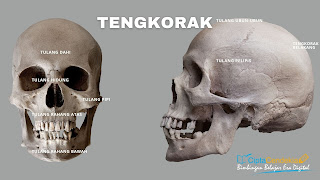 Tulang Tengkorak