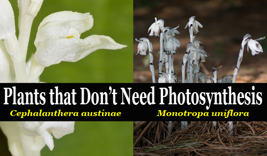 Did You Know: Plants that Don’t Need Photosynthesis