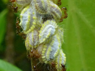 Paracoccus marginatus - Cochenille du papayer