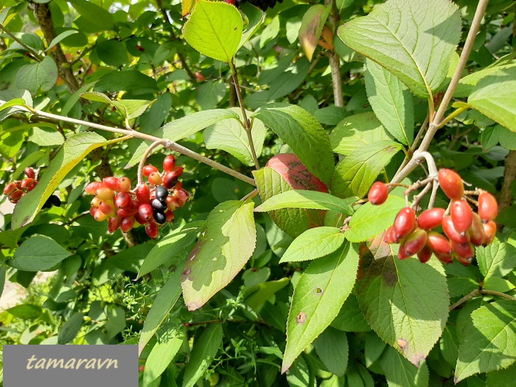 Калина буреинская (Viburnum burejaeticum)