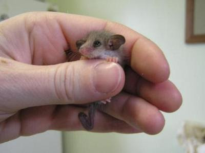 Baby Mouse